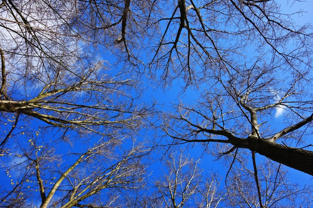 The Optimism of&nbsp;Trees